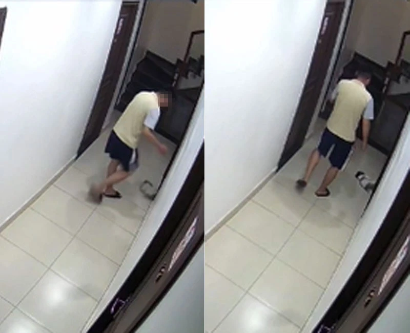 Vụ thanh niên đá văng chó cưng ở chung cư Hải Phòng: Chủ nhân chú chó lên tiếng Vụ thanh niên đá văng chó cưng ở chung cư Hải Phòng: Chủ nhân chú chó lên tiếng