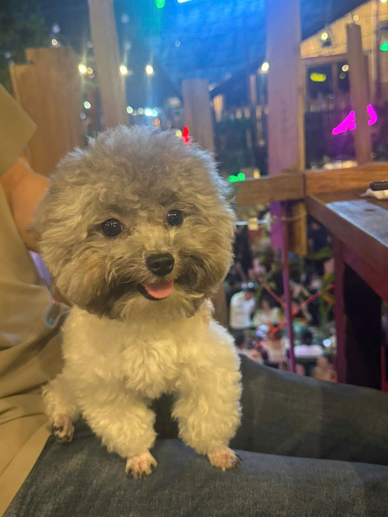Vụ thanh niên đá văng chó cưng ở chung cư Hải Phòng: Chủ nhân chú chó lên tiếng Vụ thanh niên đá văng chó cưng ở chung cư Hải Phòng: Chủ nhân chú chó lên tiếng