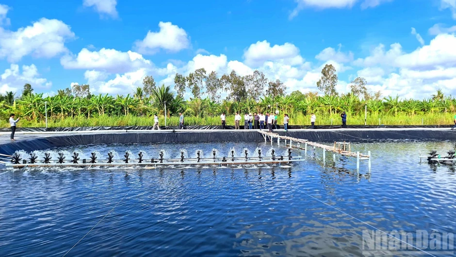 "Biểu tượng bông lúa" ở Cà Mau: Không thể bóp méo giá trị văn hóa bằng vỏ bọc "thương dân" "Biểu tượng bông lúa" ở Cà Mau: Không thể bóp méo giá trị văn hóa bằng vỏ bọc "thương dân"