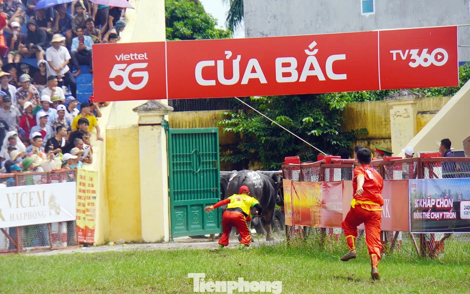 30.000 người chứng kiến đòn móc cáng kịch tính ở Lễ hội chọi trâu Đồ Sơn