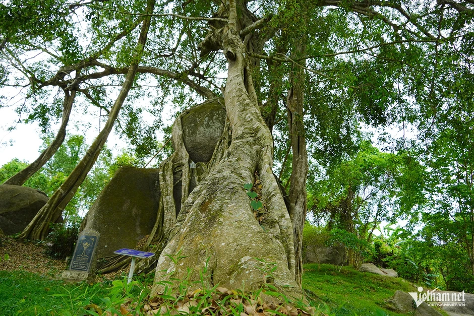 Cây sanh di sản nghìn tuổi ôm đá tạo thế ‘mâm xôi con gà’ độc lạ Cây sanh di sản nghìn tuổi ôm đá tạo thế ‘mâm xôi con gà’ độc lạ