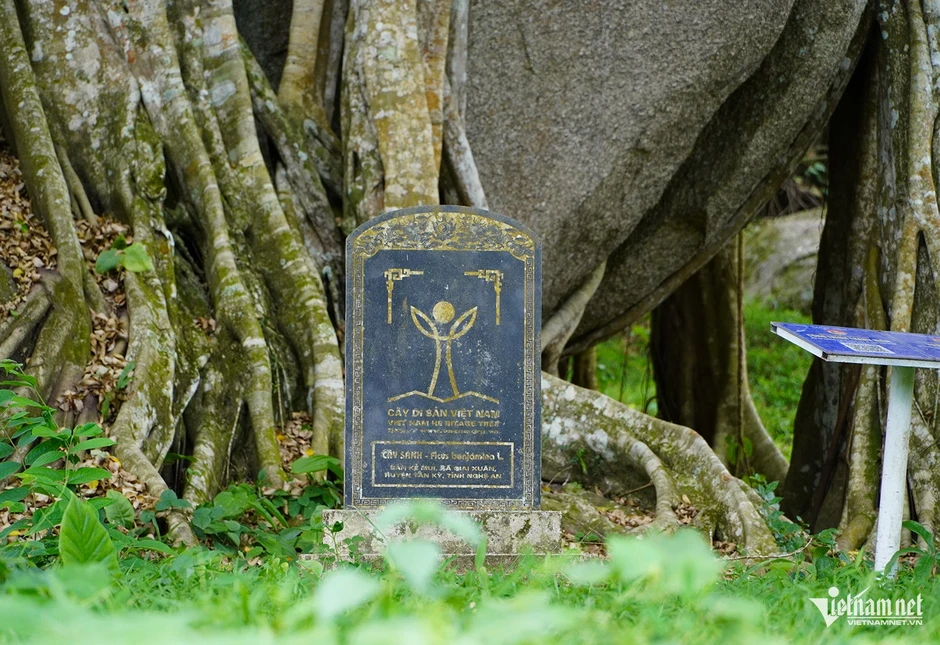 Cây sanh di sản nghìn tuổi ôm đá tạo thế ‘mâm xôi con gà’ độc lạ Cây sanh di sản nghìn tuổi ôm đá tạo thế ‘mâm xôi con gà’ độc lạ