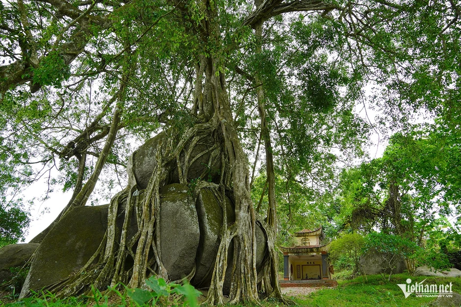 Cây sanh di sản nghìn tuổi ôm đá tạo thế ‘mâm xôi con gà’ độc lạ Cây sanh di sản nghìn tuổi ôm đá tạo thế ‘mâm xôi con gà’ độc lạ