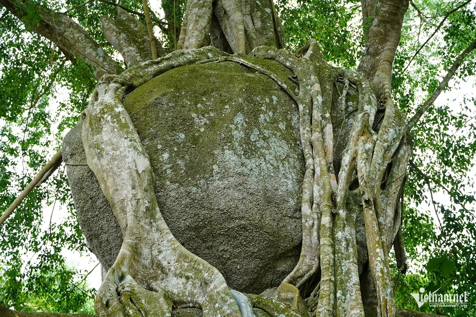 Cây sanh di sản nghìn tuổi ôm đá tạo thế ‘mâm xôi con gà’ độc lạ Cây sanh di sản nghìn tuổi ôm đá tạo thế ‘mâm xôi con gà’ độc lạ