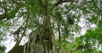 Cây sanh di sản nghìn tuổi ôm đá tạo thế ‘mâm xôi con gà’ độc lạ