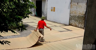 Chiếu cói Vũ Hạ và khát vọng vươn xa