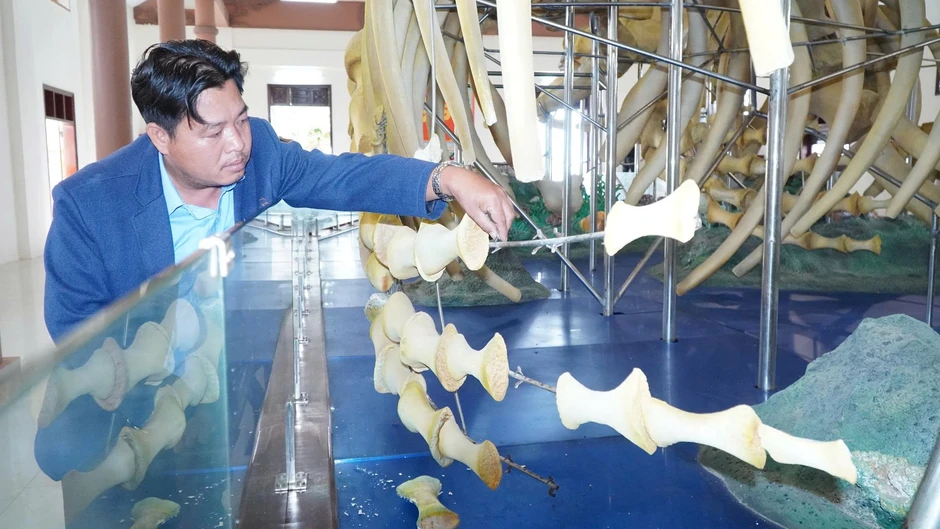 Hai bộ xương cá voi lớn nhất Việt Nam bị hư hỏng, chờ đánh giá mức độ xuống cấp Hai bộ xương cá voi lớn nhất Việt Nam bị hư hỏng, chờ đánh giá mức độ xuống cấp