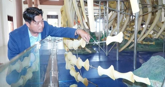 Hai bộ xương cá voi lớn nhất Việt Nam bị hư hỏng, chờ đánh giá mức độ xuống cấp