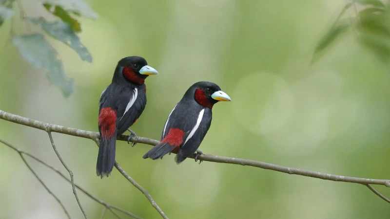 Khởi động sự kiện nhiếp ảnh quốc tế Vietnam BirdRace 2026