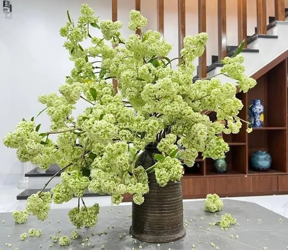 MC Diễm Quỳnh bênh hoa sữa MC Diễm Quỳnh bênh hoa sữa