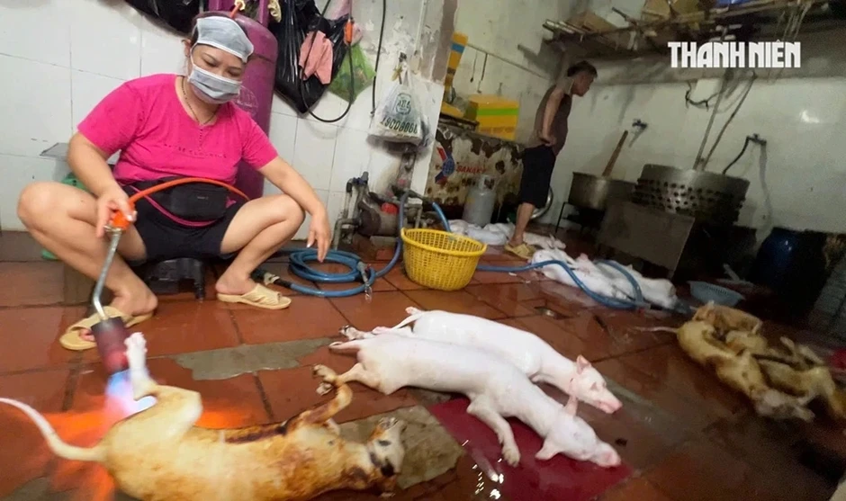Nghệ sĩ bày tỏ quan điểm về nạn giết mổ lậu chó, mèo