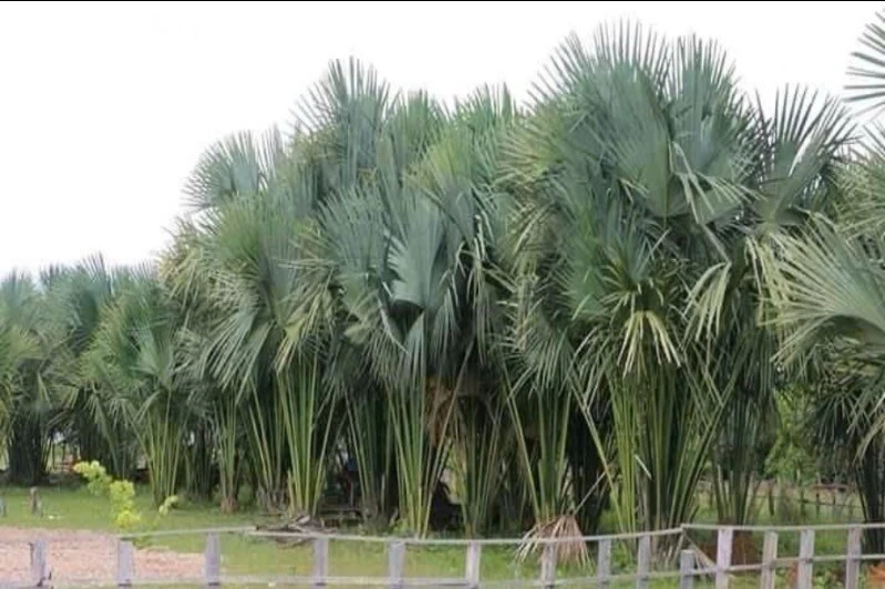 Ngôi chùa Khmer giữ hơn 4.000 quyển kinh lá buông cổ tại Cần Thơ