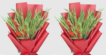 Vì sao hoa lay ơn được chọn để trao tặng trong các nghi thức trang trọng?