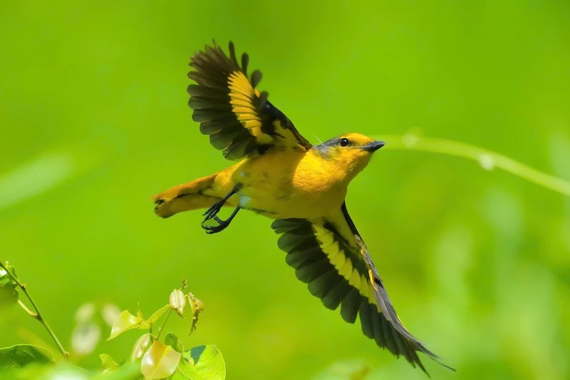 Vietnam BirdRace 2026 lan tỏa tình yêu thiên nhiên hoang dã Vietnam BirdRace 2026 lan tỏa tình yêu thiên nhiên hoang dã
