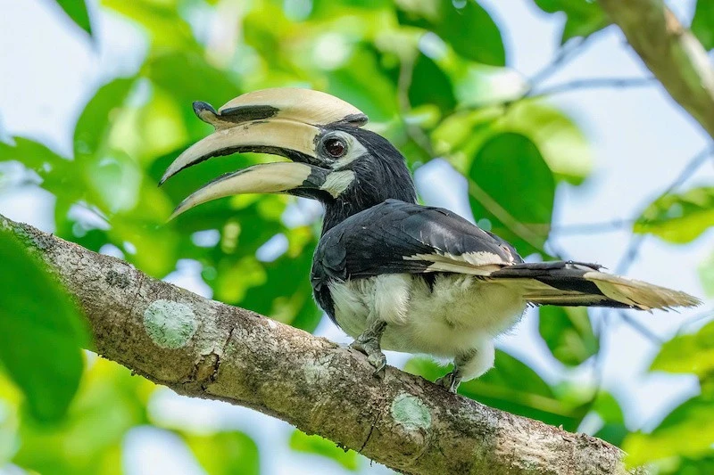 Vietnam BirdRace 2026 lan tỏa tình yêu thiên nhiên hoang dã Vietnam BirdRace 2026 lan tỏa tình yêu thiên nhiên hoang dã