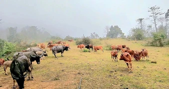“Của để dành” hàng trăm triệu đồng của người dân vùng cao