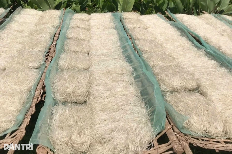 "Nâng cấp" loại củ thành sợi, nông dân có thu nhập tốt "Nâng cấp" loại củ thành sợi, nông dân có thu nhập tốt