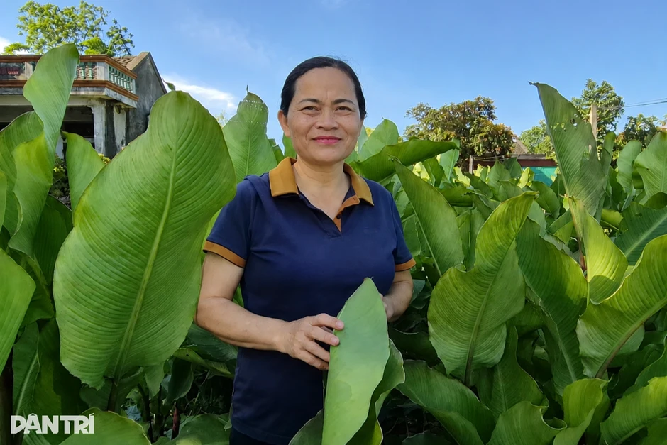 "Nâng cấp" loại củ thành sợi, nông dân có thu nhập tốt "Nâng cấp" loại củ thành sợi, nông dân có thu nhập tốt