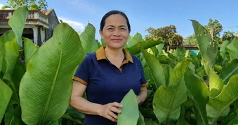 "Nâng cấp" loại củ thành sợi, nông dân có thu nhập tốt