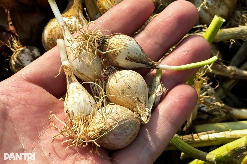 “Vàng trắng” chỉ còn 30.000 đồng/kg, nông dân càng bán càng lỗ nặng “Vàng trắng” chỉ còn 30.000 đồng/kg, nông dân càng bán càng lỗ nặng