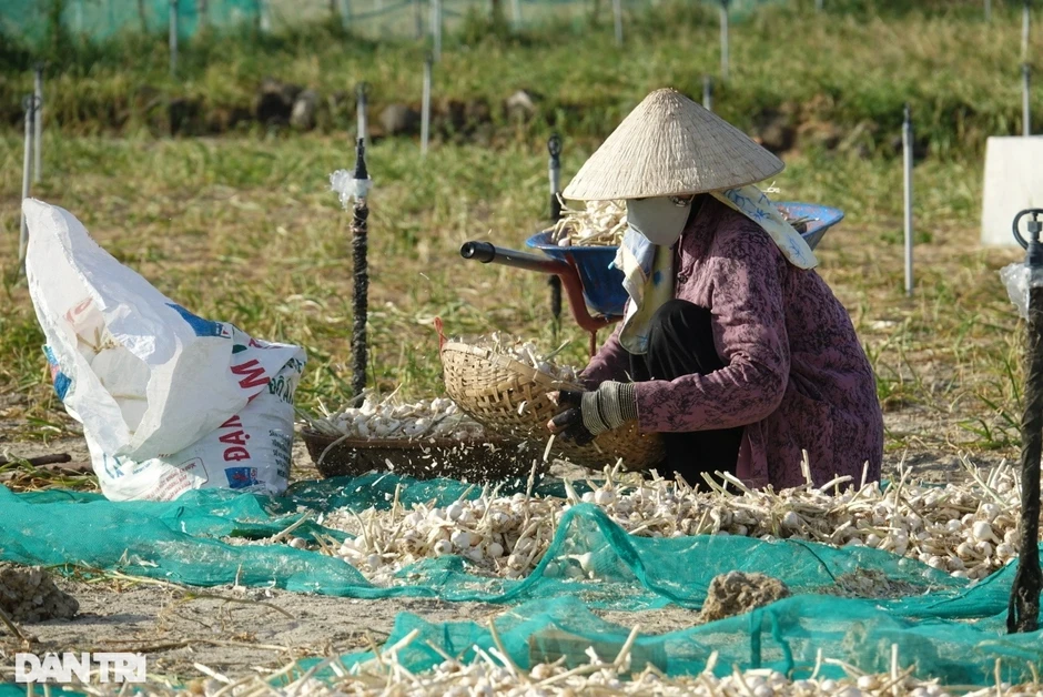 “Vàng trắng” chỉ còn 30.000 đồng/kg, nông dân càng bán càng lỗ nặng “Vàng trắng” chỉ còn 30.000 đồng/kg, nông dân càng bán càng lỗ nặng