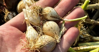 “Vàng trắng” chỉ còn 30.000 đồng/kg, nông dân càng bán càng lỗ nặng