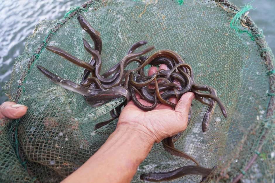 30 năm đếm thất bại chờ thành công với loài cá sinh ở biển, lớn trong đầm 30 năm đếm thất bại chờ thành công với loài cá sinh ở biển, lớn trong đầm