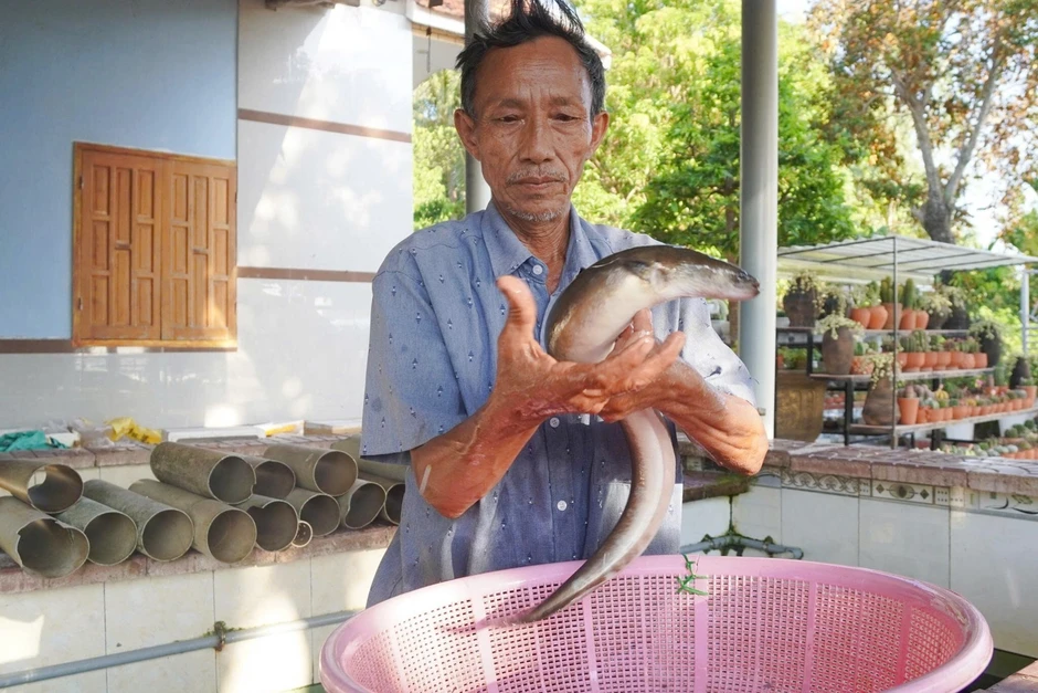 30 năm đếm thất bại chờ thành công với loài cá sinh ở biển, lớn trong đầm 30 năm đếm thất bại chờ thành công với loài cá sinh ở biển, lớn trong đầm