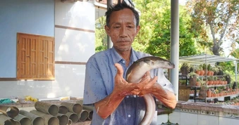30 năm đếm thất bại chờ thành công với loài cá sinh ở biển, lớn trong đầm