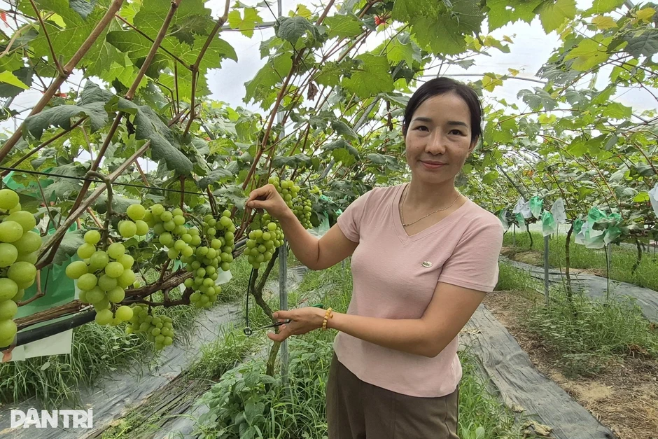 Bà chủ vườn thu tiền triệu mỗi ngày nhờ cách bán hàng “3 không” Bà chủ vườn thu tiền triệu mỗi ngày nhờ cách bán hàng “3 không”