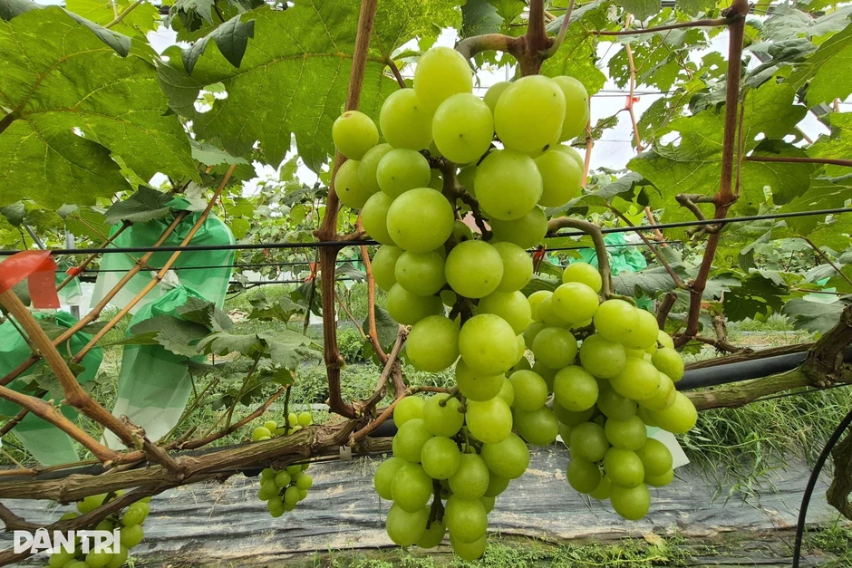 Bà chủ vườn thu tiền triệu mỗi ngày nhờ cách bán hàng “3 không” Bà chủ vườn thu tiền triệu mỗi ngày nhờ cách bán hàng “3 không”
