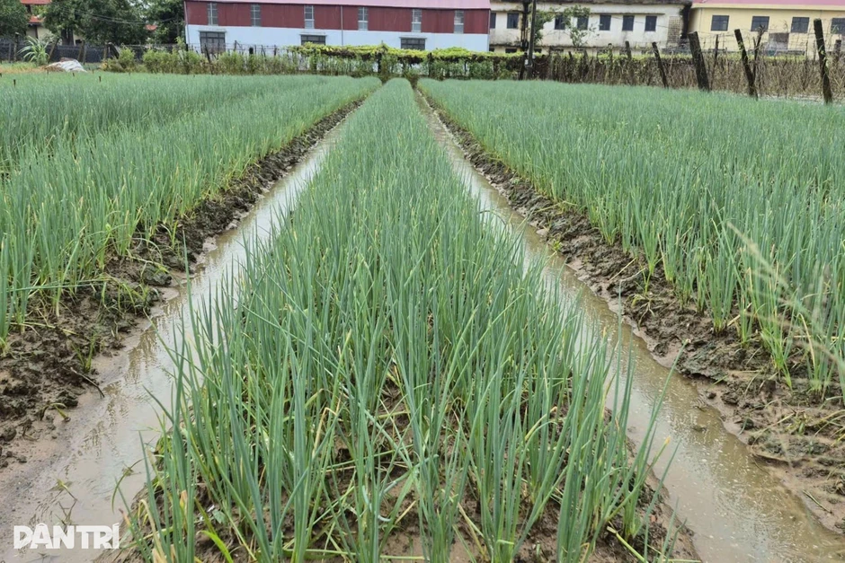 Bí quyết không cho đất nghỉ giúp nông dân kiếm tiền quanh năm Bí quyết không cho đất nghỉ giúp nông dân kiếm tiền quanh năm