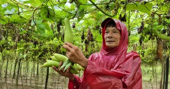Bí quyết không cho đất nghỉ giúp nông dân kiếm tiền quanh năm