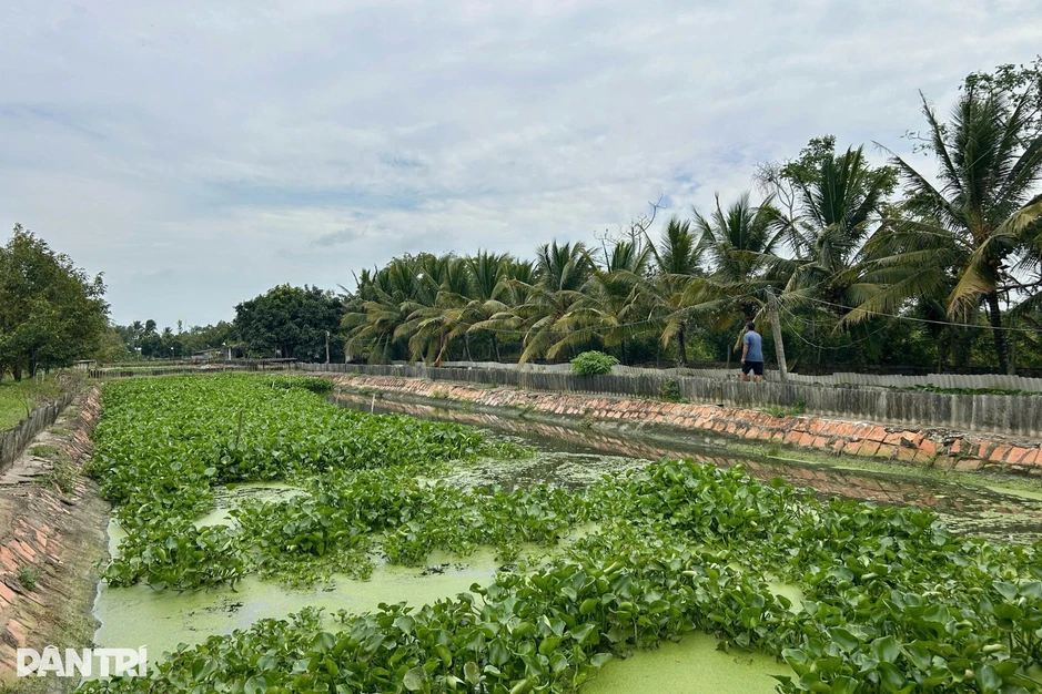 Bí quyết "không sợ rớt giá" của người nông dân Cần Thơ