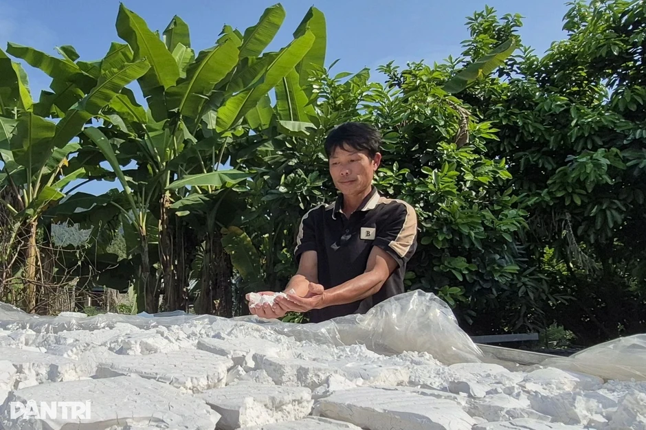 Biến cây mọc dại thành “vàng trắng”, nông dân kiếm bộn tiền