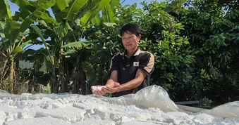 Biến cây mọc dại thành “vàng trắng”, nông dân kiếm bộn tiền