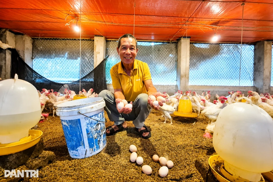 Bỏ nghề giáo về chăn nuôi, thu gần 8 triệu đồng/ngày nhờ "cỗ máy nhả vàng" Bỏ nghề giáo về chăn nuôi, thu gần 8 triệu đồng/ngày nhờ "cỗ máy nhả vàng"