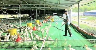 Bỏ túi tiền tỷ mỗi năm nhờ nuôi vịt... không nước