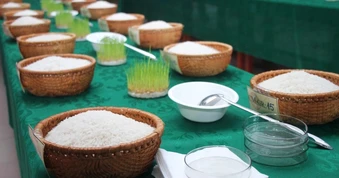 Cà Mau nâng tầm nghề trồng lúa sinh thái qua cuộc thi gạo ngon
