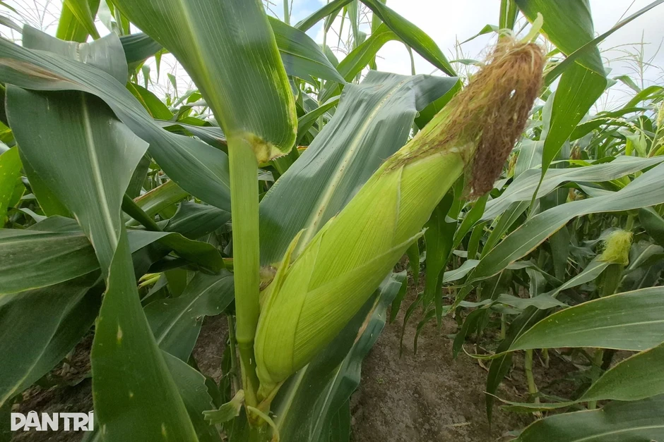 Canh tác 4 vụ/năm, nông dân không cho đất nghỉ, rủng rỉnh tiền tiêu