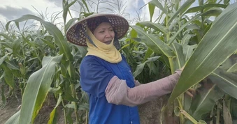 Canh tác 4 vụ/năm, nông dân không cho đất nghỉ, rủng rỉnh tiền tiêu