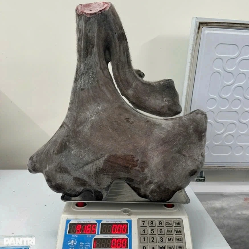Cặp nhung nai nặng gần 17kg được bán hơn 125 triệu đồng Cặp nhung nai nặng gần 17kg được bán hơn 125 triệu đồng