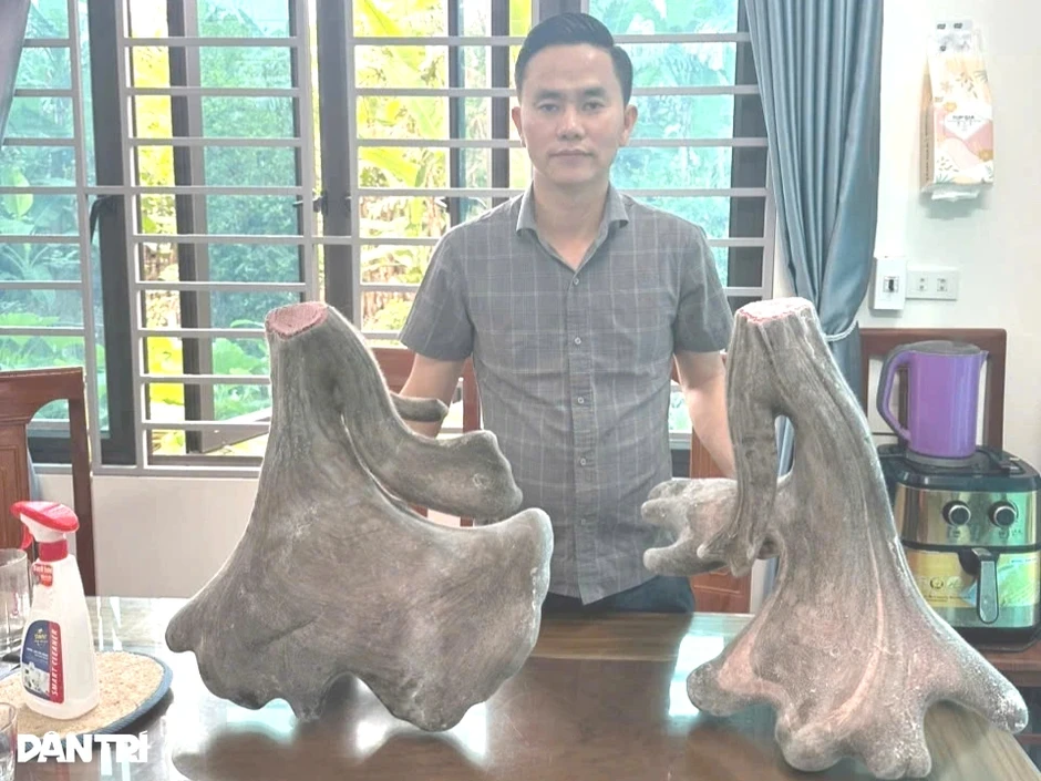 Cặp nhung nai nặng gần 17kg được bán hơn 125 triệu đồng Cặp nhung nai nặng gần 17kg được bán hơn 125 triệu đồng