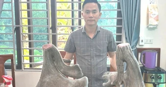 Cặp nhung nai nặng gần 17kg được bán hơn 125 triệu đồng