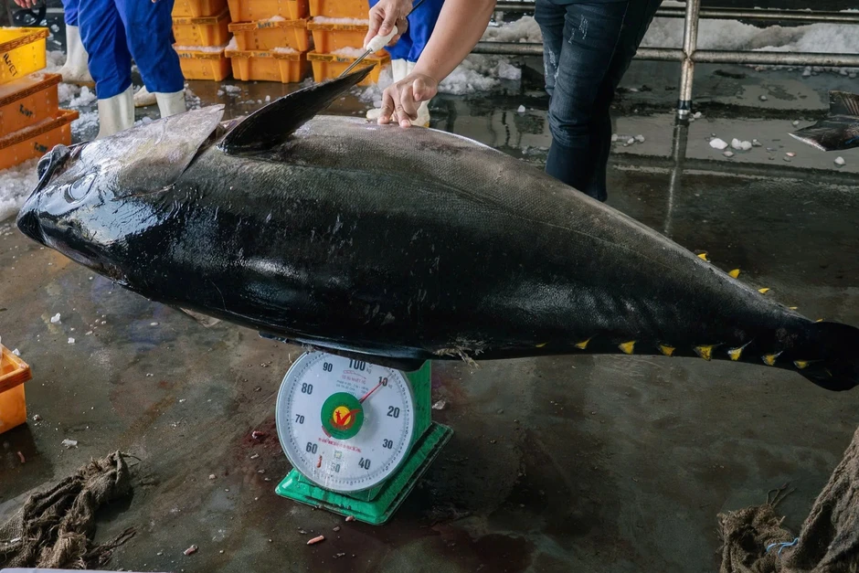 Câu được cá ngừ hơn 110kg, ngư dân hối hả cẩu lên bờ
