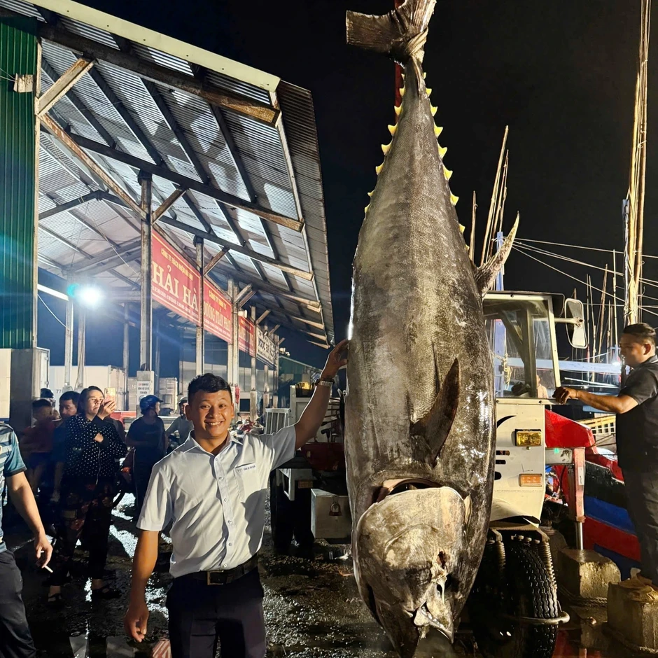 Câu được cá ngừ hơn 300kg, ngư dân phải thuê xe cẩu đưa lên bờ Câu được cá ngừ hơn 300kg, ngư dân phải thuê xe cẩu đưa lên bờ