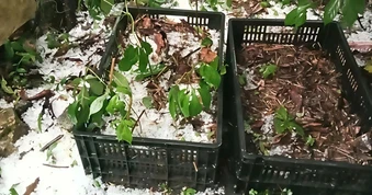 Cây “quốc bảo” bị thiên tai tàn phá, nhiều gốc phủ trắng đá