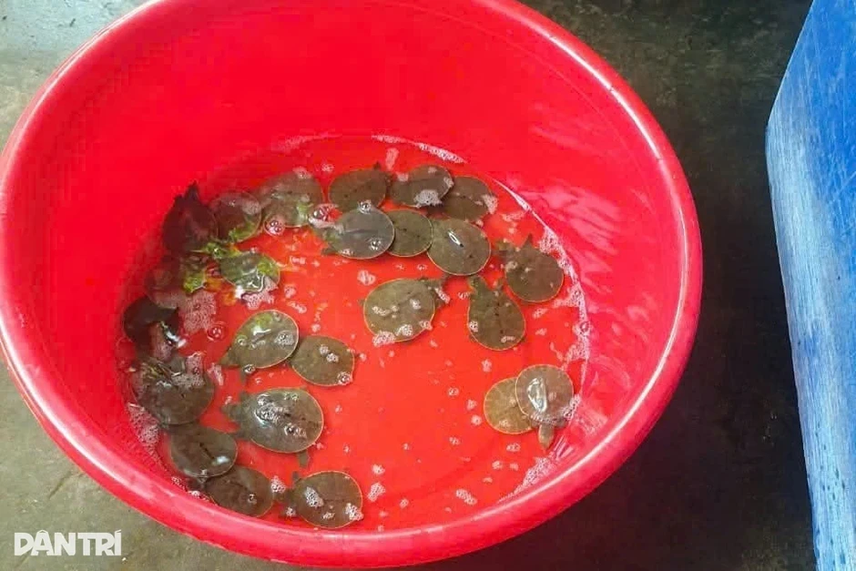 Chàng trai Cần Thơ sống khỏe với loài cua... 4 chân Chàng trai Cần Thơ sống khỏe với loài cua... 4 chân