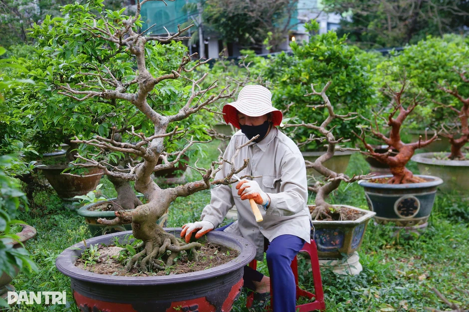 Chi hàng chục triệu đồng để nhờ người “nuôi” gốc mai quý Chi hàng chục triệu đồng để nhờ người “nuôi” gốc mai quý