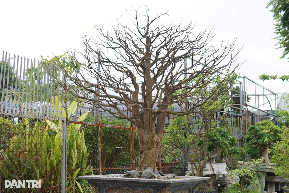 Chi hàng chục triệu đồng để nhờ người “nuôi” gốc mai quý Chi hàng chục triệu đồng để nhờ người “nuôi” gốc mai quý